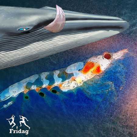 The freedom of the whale